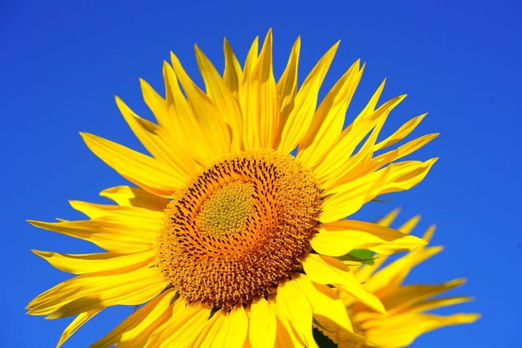 Sunflowers That Shine with Happiness