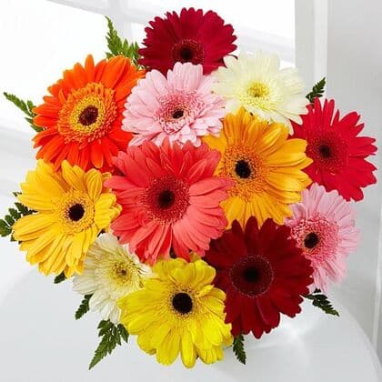 Colorful World Gerbera Daisy