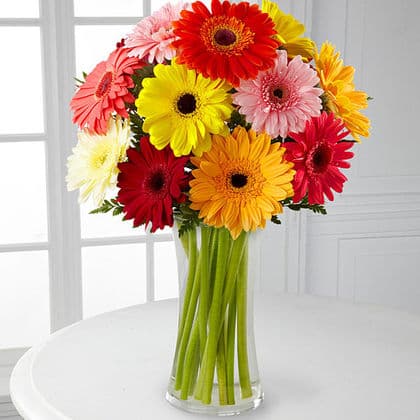 Colorful World Gerbera Daisy