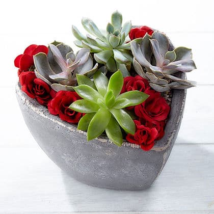 Love Wins Valentine's Day Succulent Garden