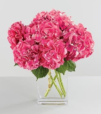 Pink Hydrangea Bouquet in a Vase