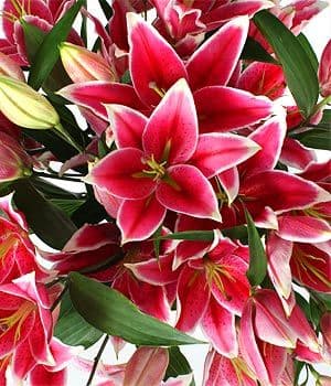 Bouquet of Lilies