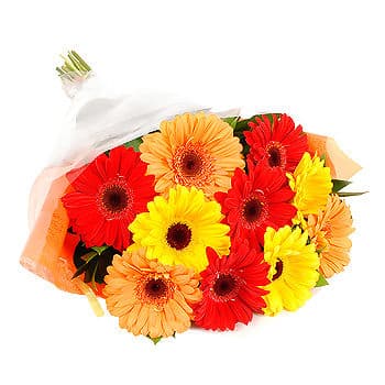 Mixed Color Bouquet of Gerbera Daisy