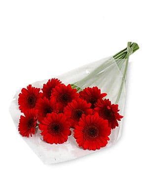 Red Gerbera Daisy