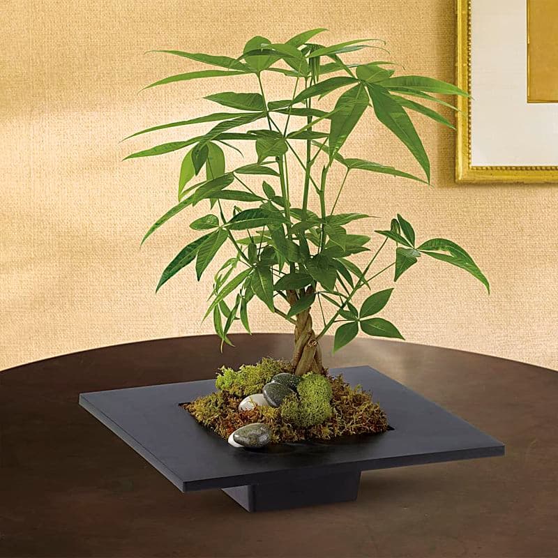 Money Tree