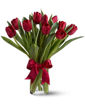 Radiantly Red Tulips
