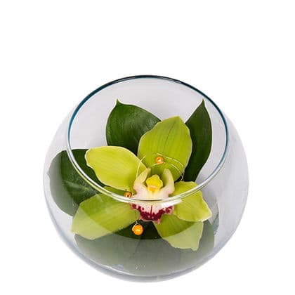 Elegant Cymbidium Orchid