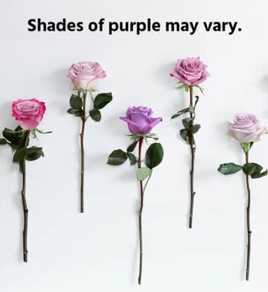100 Lavender Roses in a Vase