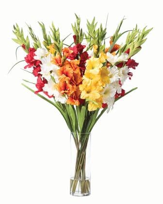 Mixed Color Gladiolus