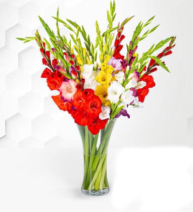 Mixed Color Gladiolus