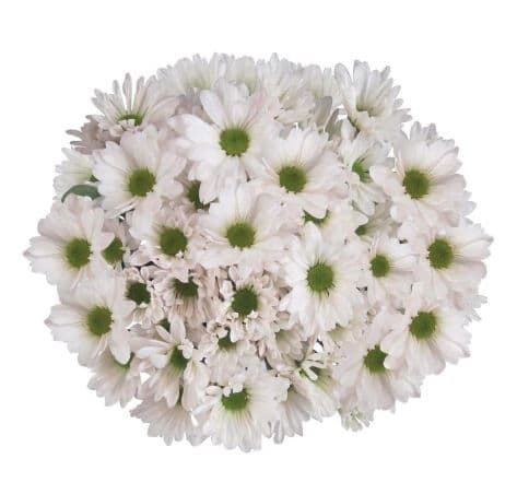 White Daisy Bouquet