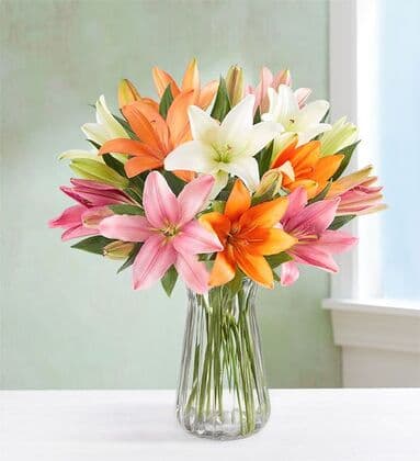 Vibrant Mix Color Lily