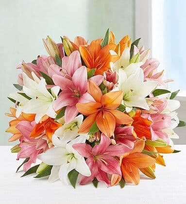Vibrant Mix Color Lily