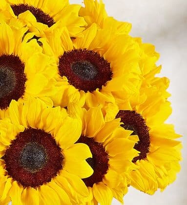 Sunflower Bouquet