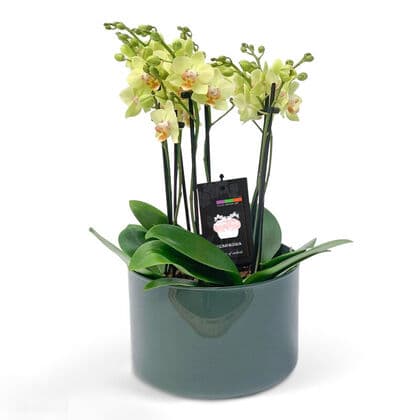 Jade Orchids Planter