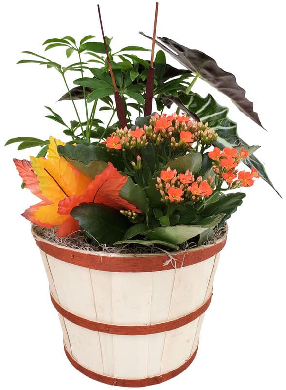 Wheatfield Fall Planter