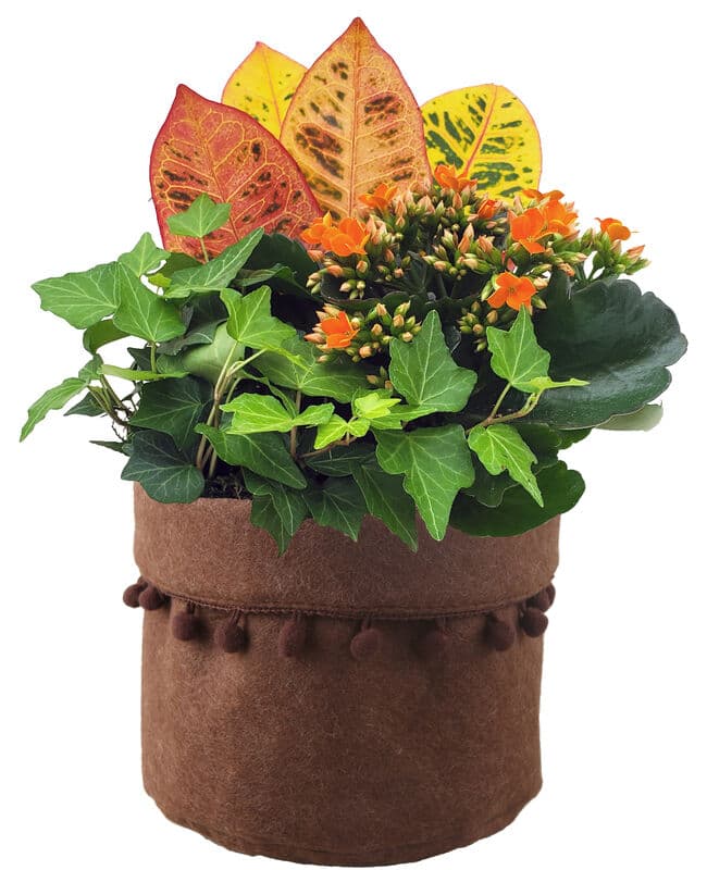 Terra Planter