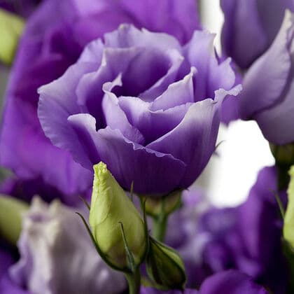 Purple Lisianthus Flower 10st