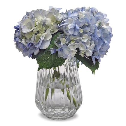 Blue Hydrangea in Vase