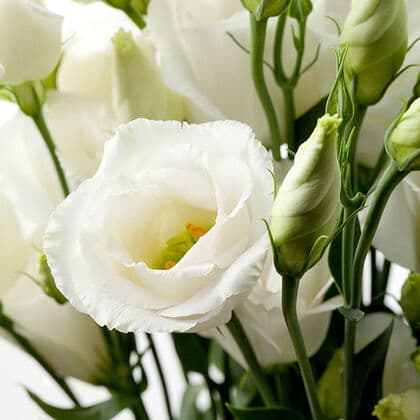 White Lisianthus Flower 10st