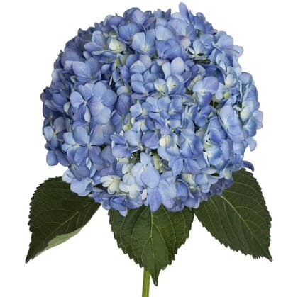 Bulk Blue Hydrangea Flower 10st