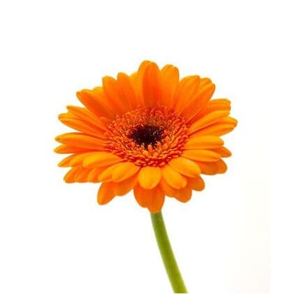 Bulk Mini Orange Gerbera Flower 10st