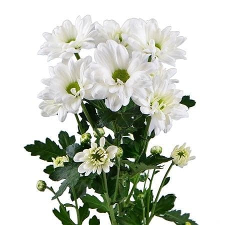 Bulk White Chrysanthemum Daisy Flower 7st