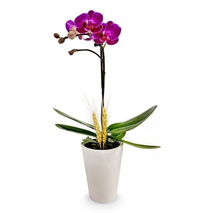 Fall Mini Orchid Plant