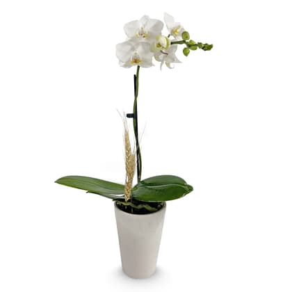 Fall Mini Orchid Plant