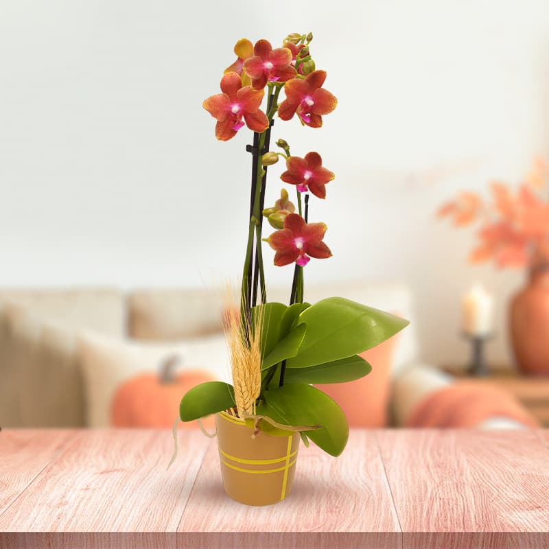 Fall Mini Orchid Plant