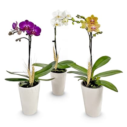 Fall Mini Orchid Plant