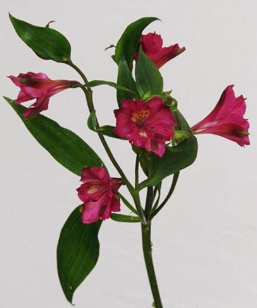 Pick Me Up Rainbow Alstroemeria Bouquet