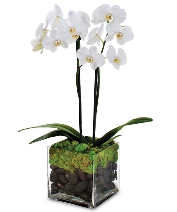 Joyful Journeys Phalaenopsis Orchid