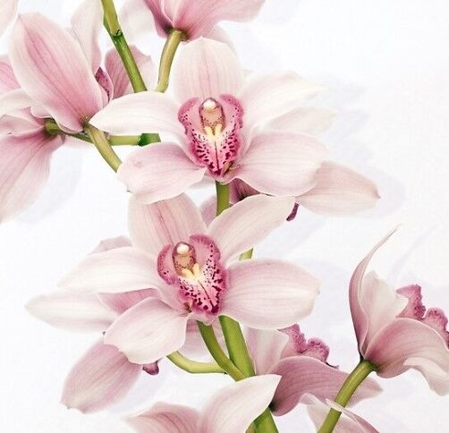Teleflora Zensational Cymbidium Orchid