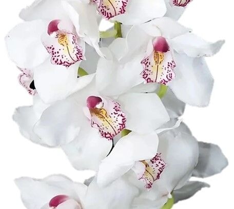 Teleflora Zensational Cymbidium Orchid