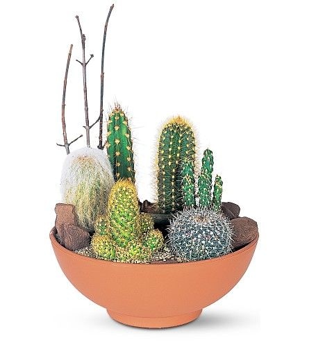 Cactus Plants