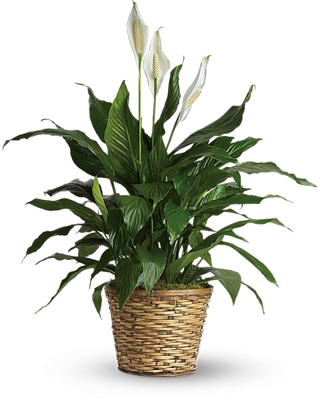 Simply Elegant Spathiphyllum (Peace Lily) - Medium