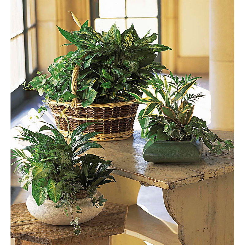 Large Basket Garden
