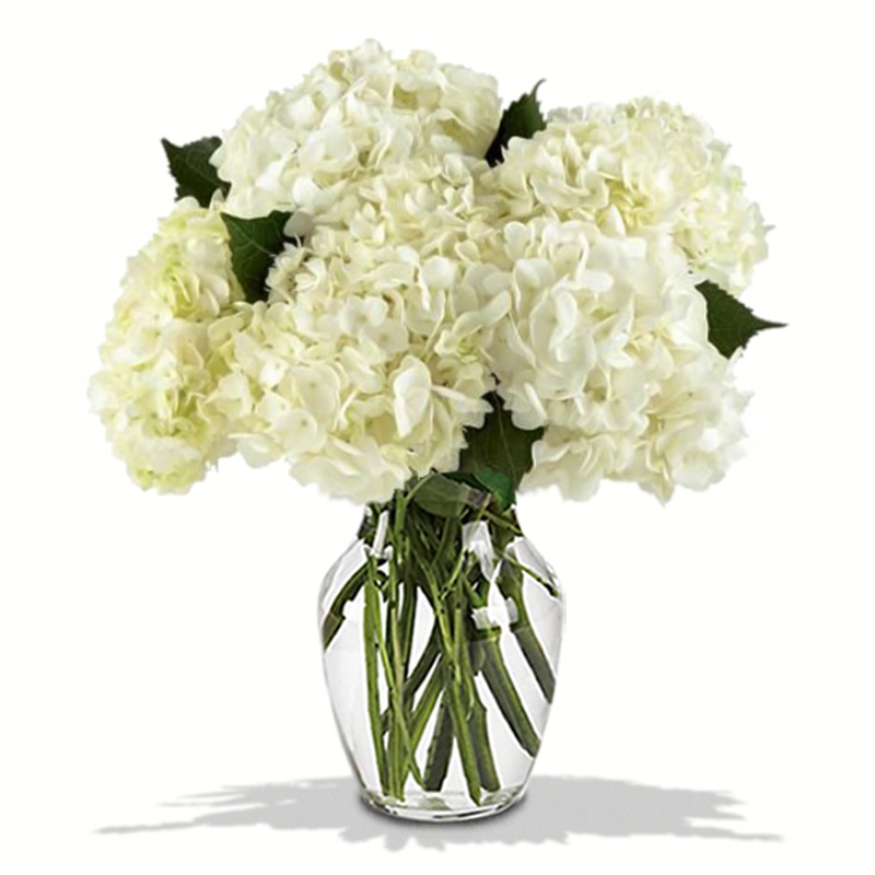 White Ivory Hydrangea in a Vase
