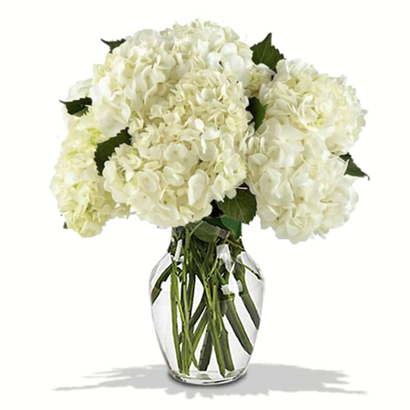 White Ivory Hydrangea in a Vase