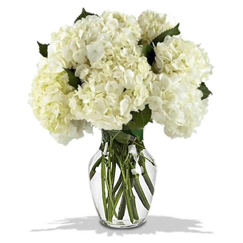 White Ivory Hydrangea in a Vase
