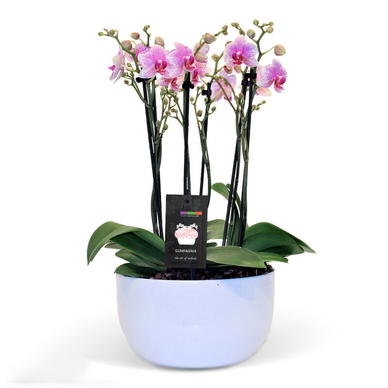 Prime Mini Orchid Planter
