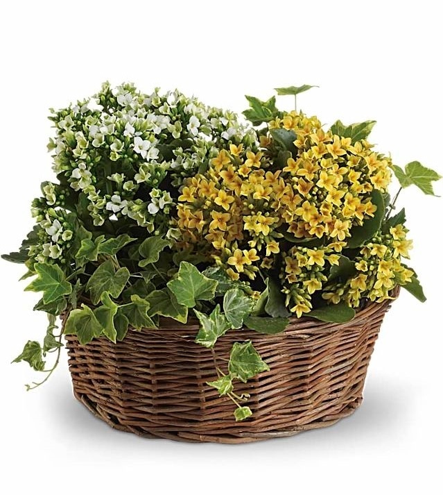 Basket of Joy Blooming Plant