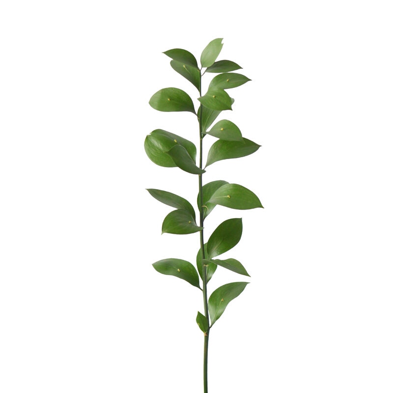Bulk Israeli Ruscus Greenery 10st
