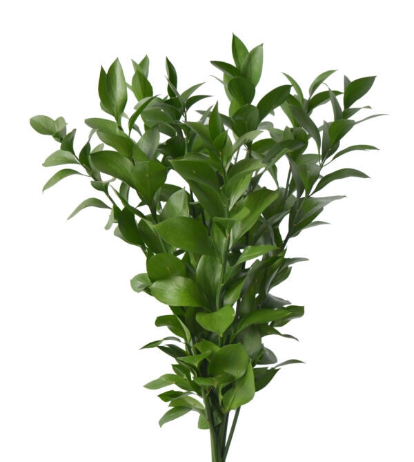 Bulk Israeli Ruscus Greenery 10st