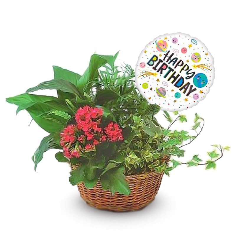 Blooming Birthday Wishes Dish Garden