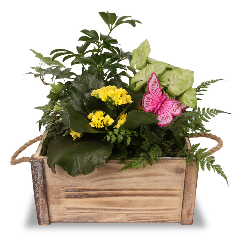 Butterfly Delight Wooden Box Planter