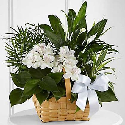 The FTD Peace & Serenity Dishgarden