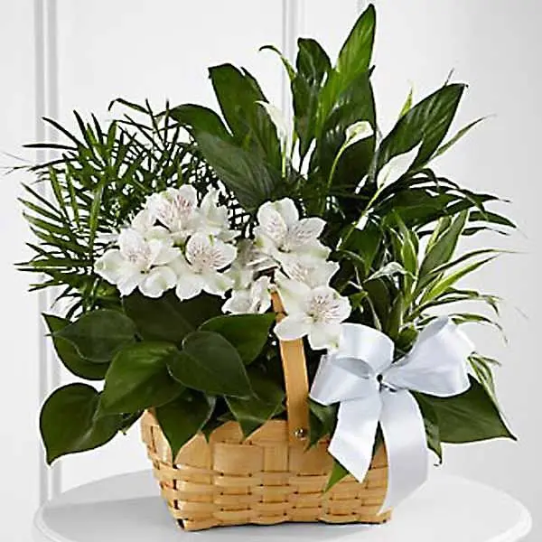 The FTD Peace & Serenity Dishgarden