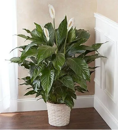 The Spathiphyllum Plant